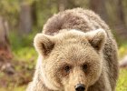 Brown Bear Cub (1).jpg